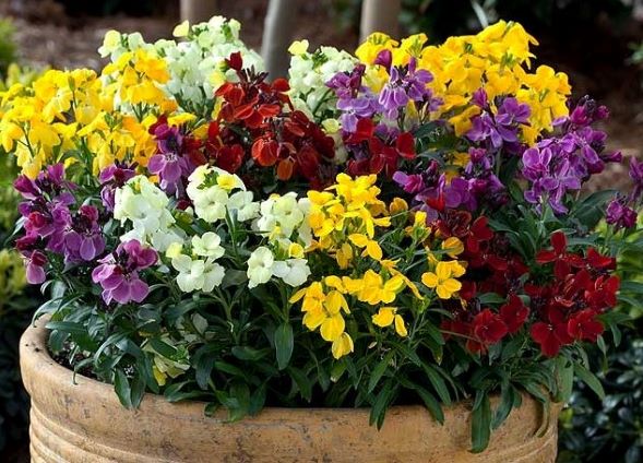 Dwarf spring-flowering wallflowers