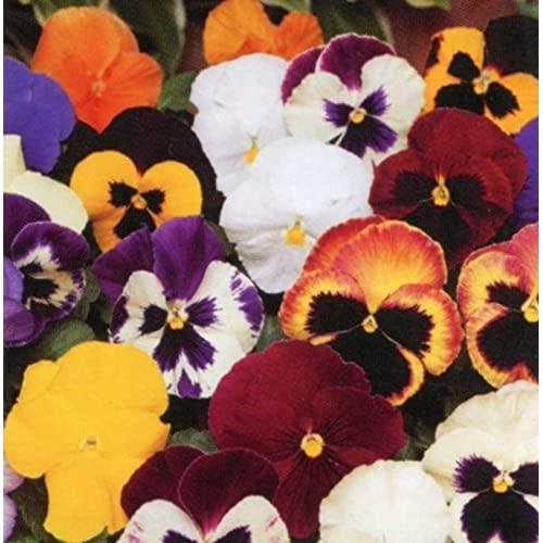 Winter Pansies