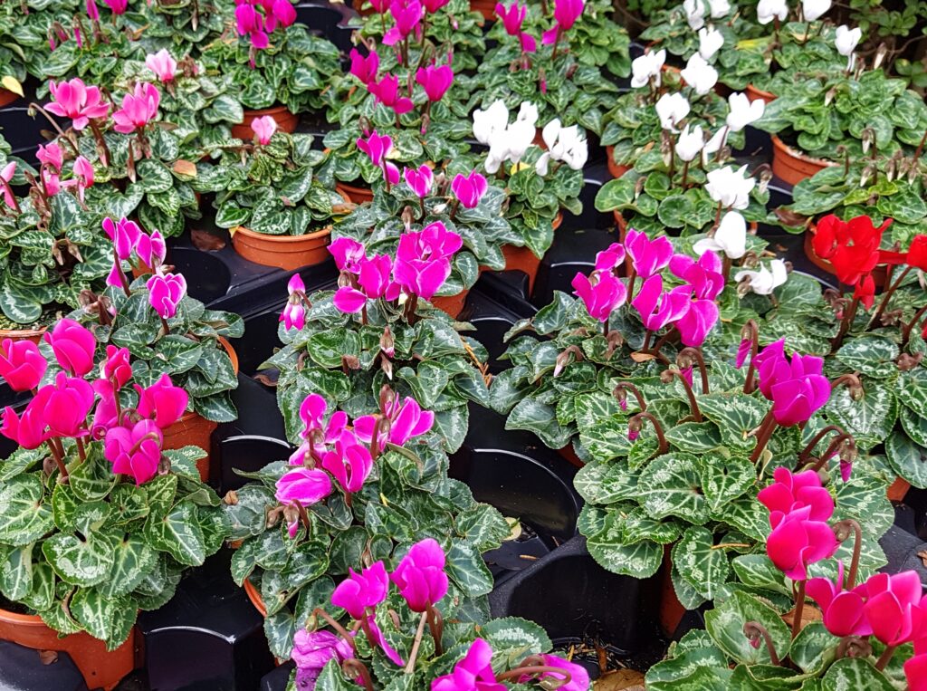 Outdoor Patio Cyclamen