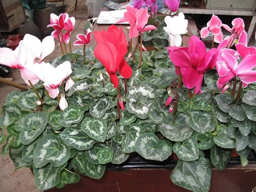 Indoor Cyclamen